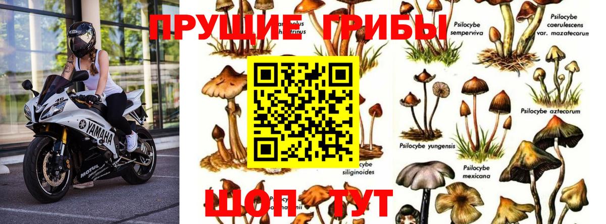 Галлюциногенные грибы Psilocybine cubensis  Вход с VPN  Качканар 